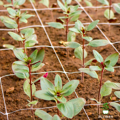 Ipaši izturīgs ziedu/augu atbalsta Tīkls - 12,5 x 12,5 x 100cm
