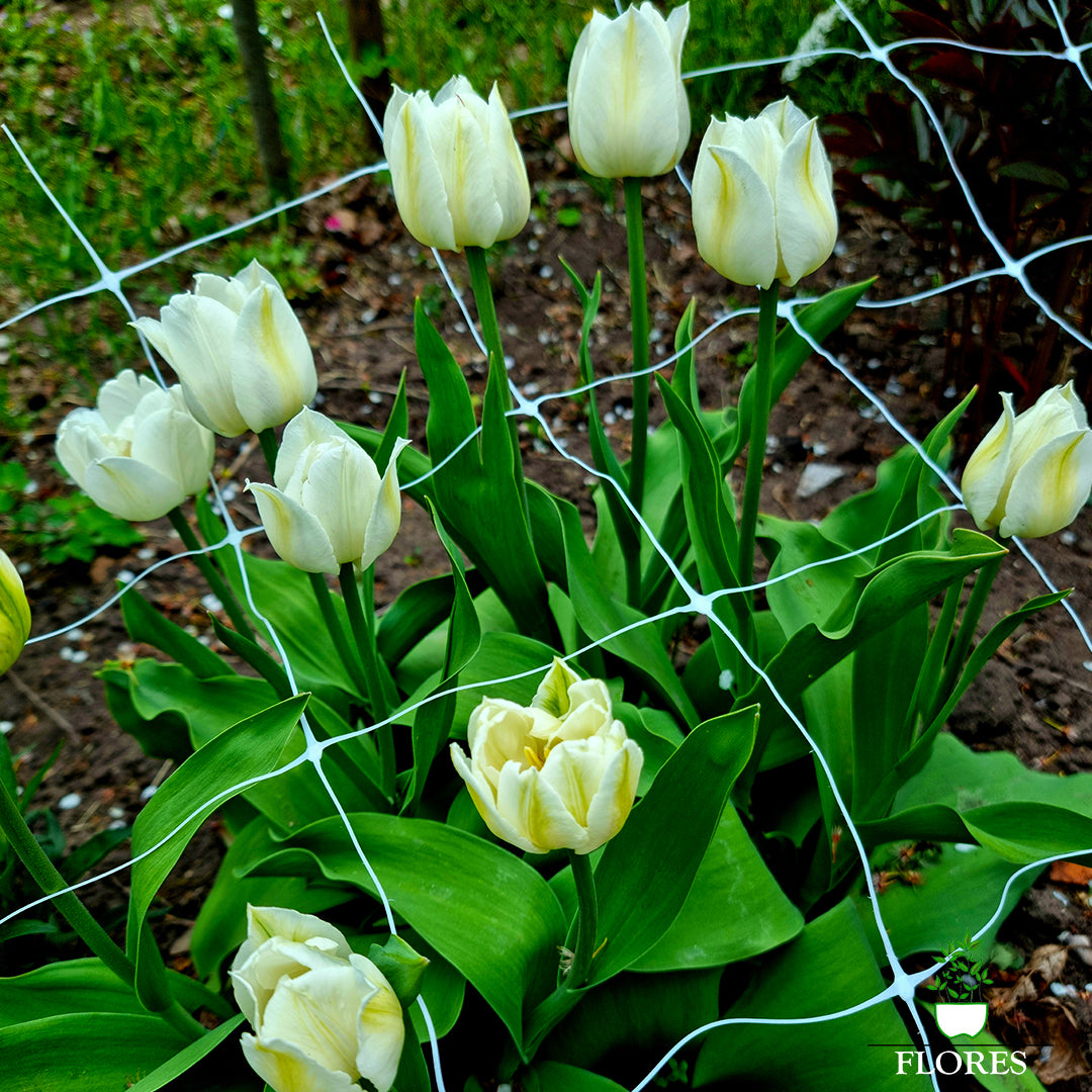 Ipaši izturīgs ziedu/augu atbalsta Tīkls - 12,5 x 12,5 x 100cm