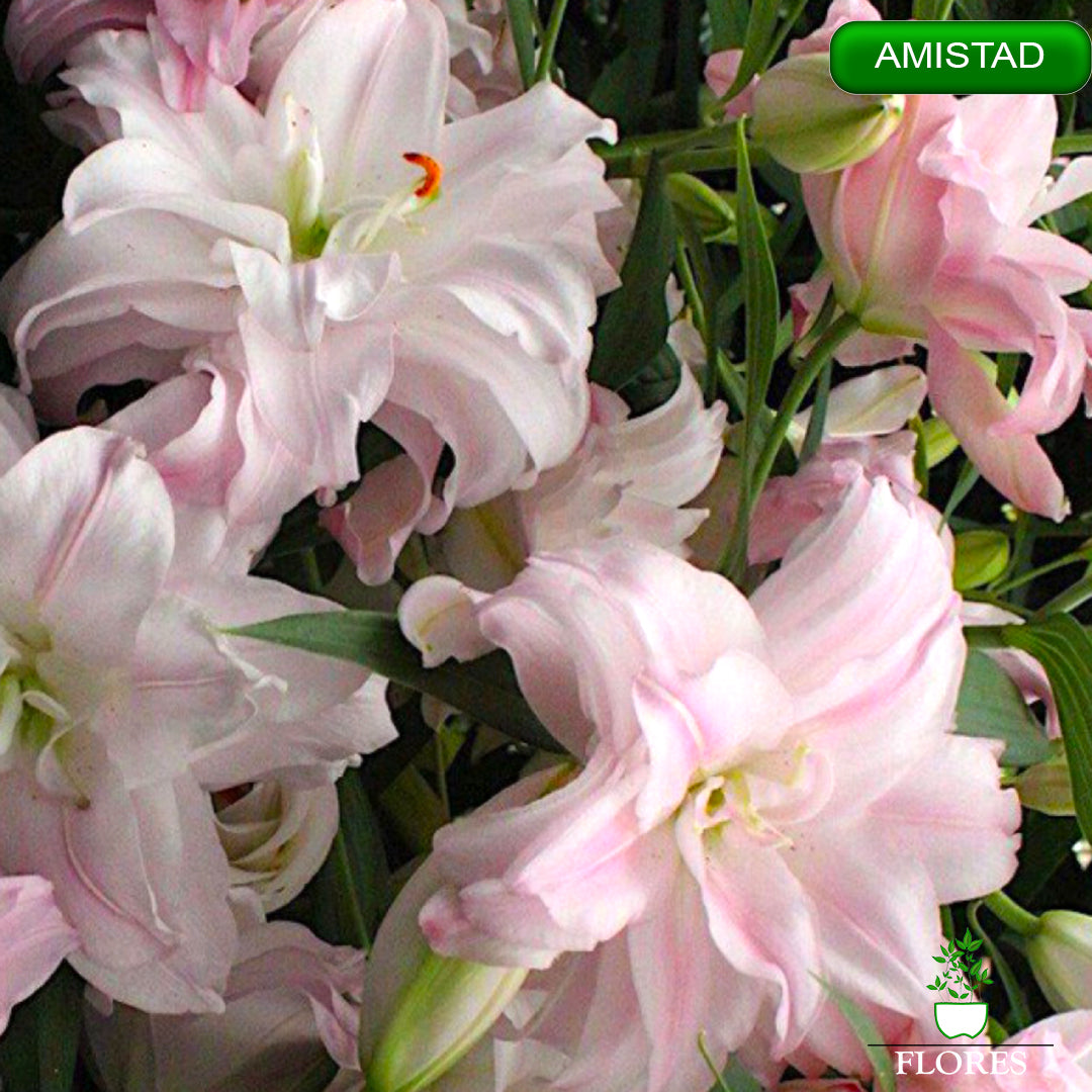 amistad lilija,āzijas lilijas latvijā,Baruta liliju sīpoli,pērc liliju sīpolus, liliju sīpoli cena,liliju sīpoli rīga,cik maksā liliju sīpoli,liliju sīpoli internetā, liliju sīpolu stādīšana,liliju sipoli,liliju sīpoli pirkt,liliju sīpoli cenas,kur nopirkt liliju sīpolus, liliju sīpoli kur pirkt,liliju sīpoli kandava,liliju sīpoli tukums,liliju sīpoli talsi,liliju sīpoli pūre, liliju sīpoli kuldīga,liliju sīpoli ventspils,liliju sīpoli jelgava,liliju sīpoli saldus,liliju sīpoli liepāja