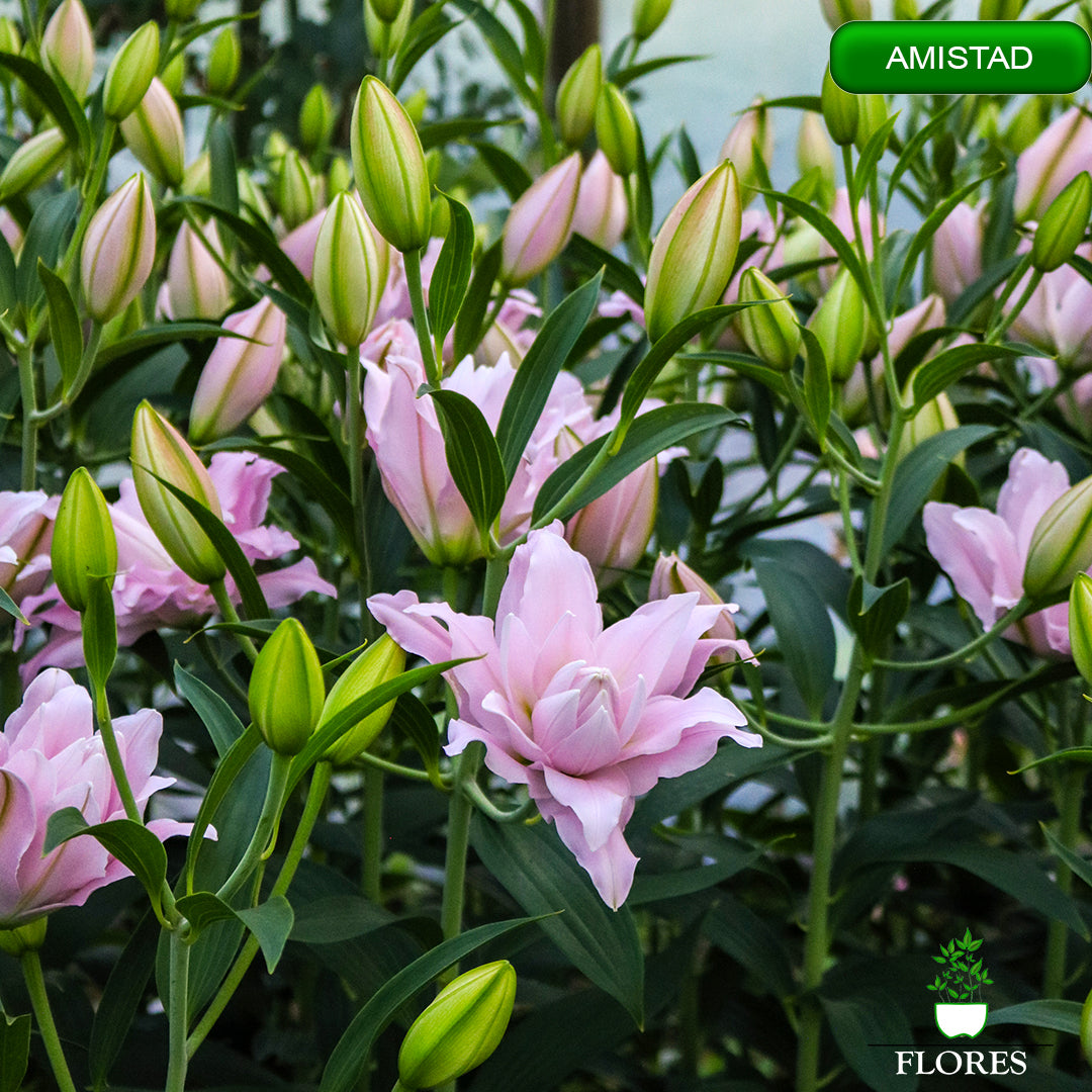 amistad lilija,āzijas lilijas latvijā,Baruta liliju sīpoli,pērc liliju sīpolus, liliju sīpoli cena,liliju sīpoli rīga,cik maksā liliju sīpoli,liliju sīpoli internetā, liliju sīpolu stādīšana,liliju sipoli,liliju sīpoli pirkt,liliju sīpoli cenas,kur nopirkt liliju sīpolus, liliju sīpoli kur pirkt,liliju sīpoli kandava,liliju sīpoli tukums,liliju sīpoli talsi,liliju sīpoli pūre, liliju sīpoli kuldīga,liliju sīpoli ventspils,liliju sīpoli jelgava,liliju sīpoli saldus,liliju sīpoli liepāja