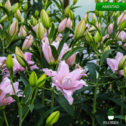 amistad lilija,āzijas lilijas latvijā,Baruta liliju sīpoli,pērc liliju sīpolus, liliju sīpoli cena,liliju sīpoli rīga,cik maksā liliju sīpoli,liliju sīpoli internetā, liliju sīpolu stādīšana,liliju sipoli,liliju sīpoli pirkt,liliju sīpoli cenas,kur nopirkt liliju sīpolus, liliju sīpoli kur pirkt,liliju sīpoli kandava,liliju sīpoli tukums,liliju sīpoli talsi,liliju sīpoli pūre, liliju sīpoli kuldīga,liliju sīpoli ventspils,liliju sīpoli jelgava,liliju sīpoli saldus,liliju sīpoli liepāja