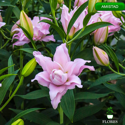 amistad lilija,āzijas lilijas latvijā,Baruta liliju sīpoli,pērc liliju sīpolus, liliju sīpoli cena,liliju sīpoli rīga,cik maksā liliju sīpoli,liliju sīpoli internetā, liliju sīpolu stādīšana,liliju sipoli,liliju sīpoli pirkt,liliju sīpoli cenas,kur nopirkt liliju sīpolus, liliju sīpoli kur pirkt,liliju sīpoli kandava,liliju sīpoli tukums,liliju sīpoli talsi,liliju sīpoli pūre, liliju sīpoli kuldīga,liliju sīpoli ventspils,liliju sīpoli jelgava,liliju sīpoli saldus,liliju sīpoli liepāja