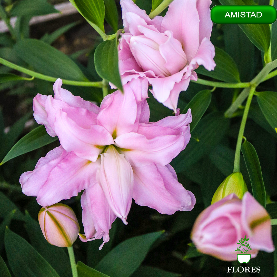 amistad lilija,āzijas lilijas latvijā,Baruta liliju sīpoli,pērc liliju sīpolus, liliju sīpoli cena,liliju sīpoli rīga,cik maksā liliju sīpoli,liliju sīpoli internetā, liliju sīpolu stādīšana,liliju sipoli,liliju sīpoli pirkt,liliju sīpoli cenas,kur nopirkt liliju sīpolus, liliju sīpoli kur pirkt,liliju sīpoli kandava,liliju sīpoli tukums,liliju sīpoli talsi,liliju sīpoli pūre, liliju sīpoli kuldīga,liliju sīpoli ventspils,liliju sīpoli jelgava,liliju sīpoli saldus,liliju sīpoli liepāja