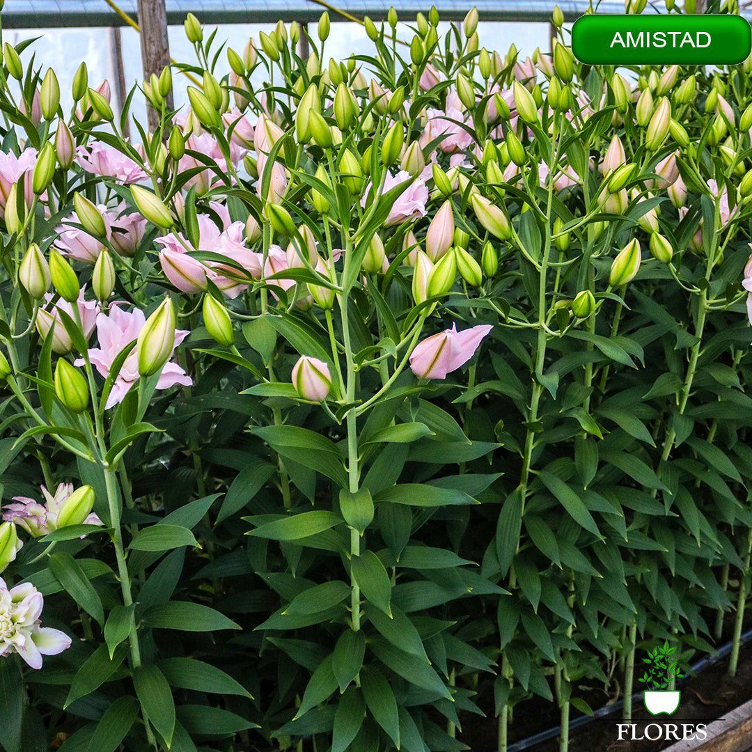 amistad lilija,āzijas lilijas latvijā,Baruta liliju sīpoli,pērc liliju sīpolus, liliju sīpoli cena,liliju sīpoli rīga,cik maksā liliju sīpoli,liliju sīpoli internetā, liliju sīpolu stādīšana,liliju sipoli,liliju sīpoli pirkt,liliju sīpoli cenas,kur nopirkt liliju sīpolus, liliju sīpoli kur pirkt,liliju sīpoli kandava,liliju sīpoli tukums,liliju sīpoli talsi,liliju sīpoli pūre, liliju sīpoli kuldīga,liliju sīpoli ventspils,liliju sīpoli jelgava,liliju sīpoli saldus,liliju sīpoli liepāja