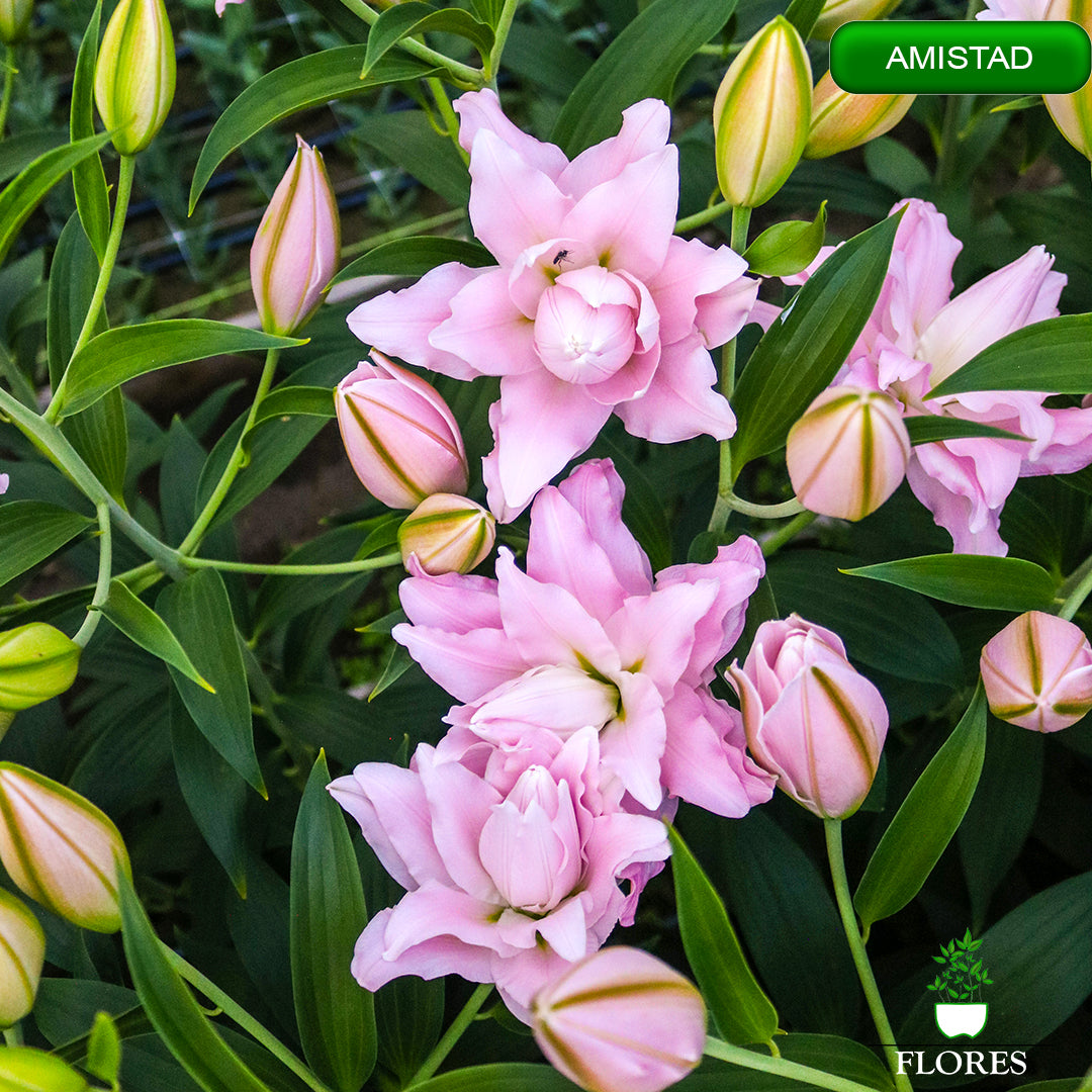 amistad lilija,āzijas lilijas latvijā,Baruta liliju sīpoli,pērc liliju sīpolus, liliju sīpoli cena,liliju sīpoli rīga,cik maksā liliju sīpoli,liliju sīpoli internetā, liliju sīpolu stādīšana,liliju sipoli,liliju sīpoli pirkt,liliju sīpoli cenas,kur nopirkt liliju sīpolus, liliju sīpoli kur pirkt,liliju sīpoli kandava,liliju sīpoli tukums,liliju sīpoli talsi,liliju sīpoli pūre, liliju sīpoli kuldīga,liliju sīpoli ventspils,liliju sīpoli jelgava,liliju sīpoli saldus,liliju sīpoli liepāja