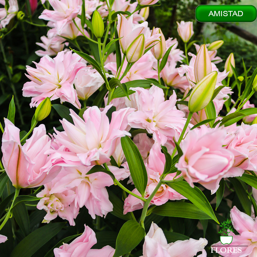 amistad lilija,āzijas lilijas latvijā,Baruta liliju sīpoli,pērc liliju sīpolus, liliju sīpoli cena,liliju sīpoli rīga,cik maksā liliju sīpoli,liliju sīpoli internetā, liliju sīpolu stādīšana,liliju sipoli,liliju sīpoli pirkt,liliju sīpoli cenas,kur nopirkt liliju sīpolus, liliju sīpoli kur pirkt,liliju sīpoli kandava,liliju sīpoli tukums,liliju sīpoli talsi,liliju sīpoli pūre, liliju sīpoli kuldīga,liliju sīpoli ventspils,liliju sīpoli jelgava,liliju sīpoli saldus,liliju sīpoli liepāja