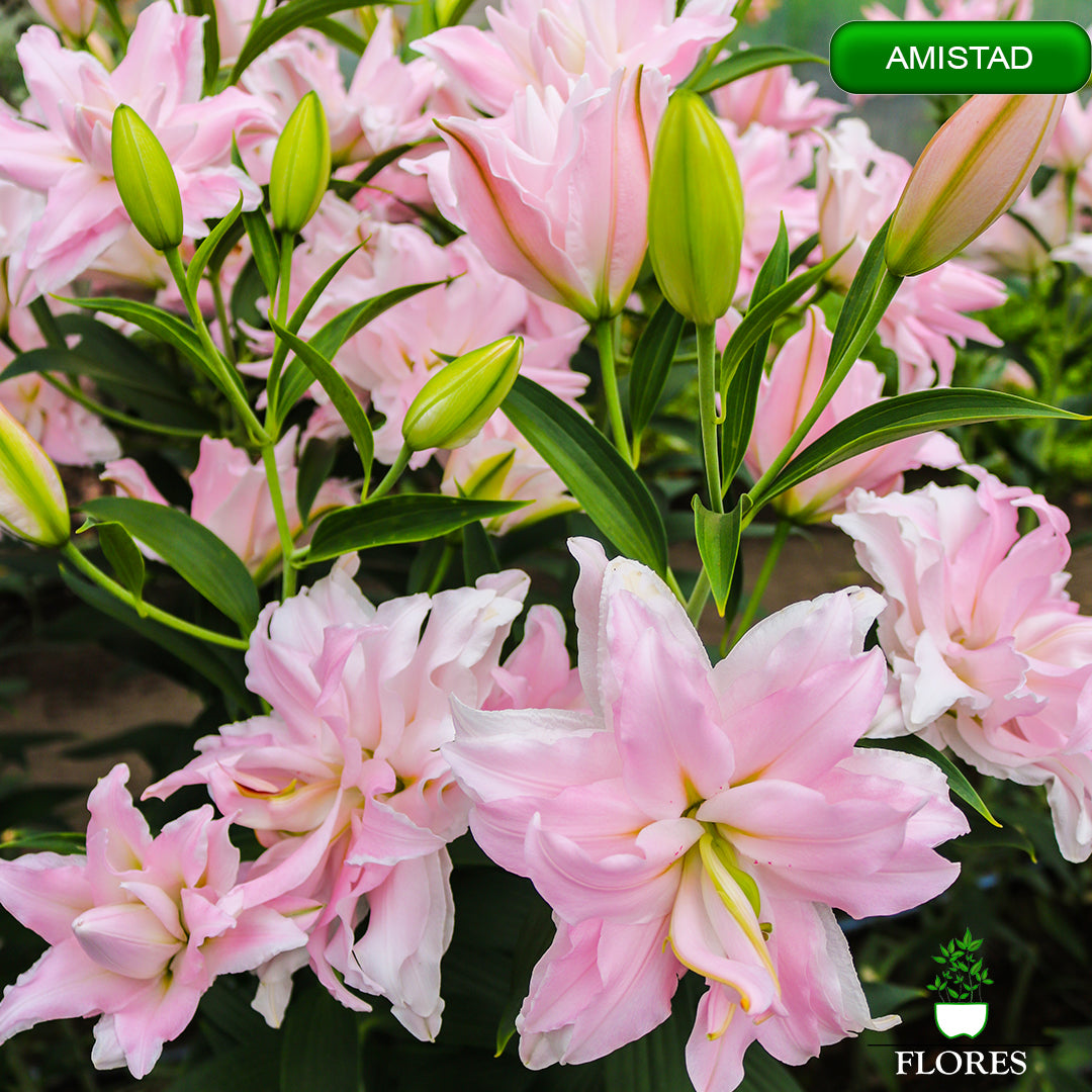 amistad lilija,āzijas lilijas latvijā,Baruta liliju sīpoli,pērc liliju sīpolus, liliju sīpoli cena,liliju sīpoli rīga,cik maksā liliju sīpoli,liliju sīpoli internetā, liliju sīpolu stādīšana,liliju sipoli,liliju sīpoli pirkt,liliju sīpoli cenas,kur nopirkt liliju sīpolus, liliju sīpoli kur pirkt,liliju sīpoli kandava,liliju sīpoli tukums,liliju sīpoli talsi,liliju sīpoli pūre, liliju sīpoli kuldīga,liliju sīpoli ventspils,liliju sīpoli jelgava,liliju sīpoli saldus,liliju sīpoli liepāja