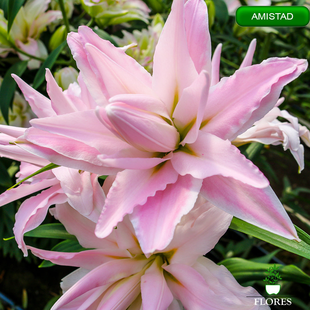 amistad lilija,āzijas lilijas latvijā,Baruta liliju sīpoli,pērc liliju sīpolus, liliju sīpoli cena,liliju sīpoli rīga,cik maksā liliju sīpoli,liliju sīpoli internetā, liliju sīpolu stādīšana,liliju sipoli,liliju sīpoli pirkt,liliju sīpoli cenas,kur nopirkt liliju sīpolus, liliju sīpoli kur pirkt,liliju sīpoli kandava,liliju sīpoli tukums,liliju sīpoli talsi,liliju sīpoli pūre, liliju sīpoli kuldīga,liliju sīpoli ventspils,liliju sīpoli jelgava,liliju sīpoli saldus,liliju sīpoli liepāja