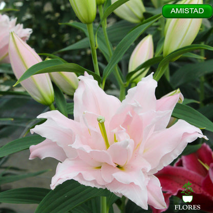 amistad lilija,āzijas lilijas latvijā,Baruta liliju sīpoli,pērc liliju sīpolus, liliju sīpoli cena,liliju sīpoli rīga,cik maksā liliju sīpoli,liliju sīpoli internetā, liliju sīpolu stādīšana,liliju sipoli,liliju sīpoli pirkt,liliju sīpoli cenas,kur nopirkt liliju sīpolus, liliju sīpoli kur pirkt,liliju sīpoli kandava,liliju sīpoli tukums,liliju sīpoli talsi,liliju sīpoli pūre, liliju sīpoli kuldīga,liliju sīpoli ventspils,liliju sīpoli jelgava,liliju sīpoli saldus,liliju sīpoli liepāja