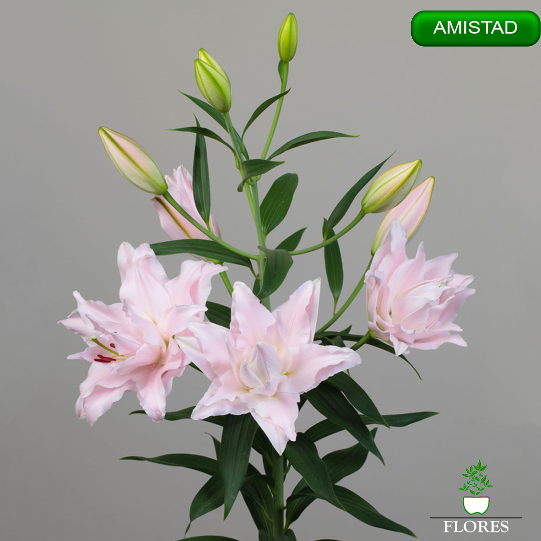 amistad lilija,āzijas lilijas latvijā,Baruta liliju sīpoli,pērc liliju sīpolus, liliju sīpoli cena,liliju sīpoli rīga,cik maksā liliju sīpoli,liliju sīpoli internetā, liliju sīpolu stādīšana,liliju sipoli,liliju sīpoli pirkt,liliju sīpoli cenas,kur nopirkt liliju sīpolus, liliju sīpoli kur pirkt,liliju sīpoli kandava,liliju sīpoli tukums,liliju sīpoli talsi,liliju sīpoli pūre, liliju sīpoli kuldīga,liliju sīpoli ventspils,liliju sīpoli jelgava,liliju sīpoli saldus,liliju sīpoli liepāja