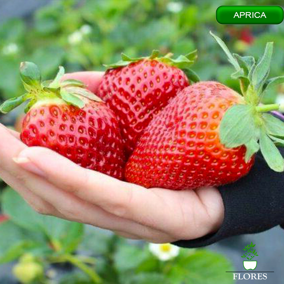 zemeņu stādi 2021,zemeņu stādi internetā,zemeņu stādi jelgava, zemeņu stādi aprica,zemeņu stādi aprica,zemeņu stādi cena, zemeņu stādi cenas,zemeņu stādu cenas,zemeņu stādi daugavpils,zemeņu stādi jūrmalā,zemeņu stādi kur pirkt, zemeņu stādi kuldīgā,zemeņu stādi liepājā, labākie zemeņu stādi,zemeņu stādi ogre,zemeņu stādi pūre, zemeņu stādi pirkt,zemeņu stādi pārdod,zemeņu stādi rīgā,zemeņu stādi siguldā,zemeņu stādi saldus, zemeņu stādi tukumā,zemeņu stādi talsi,zemeņu stādi valmiera,zemeņu stādi kandava