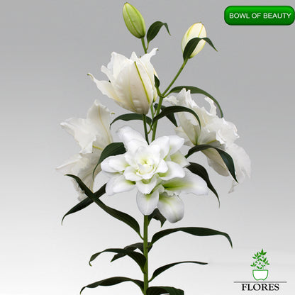 bowl of beauty lilija,āzijas lilijas latvijā,Baruta liliju sīpoli,pērc liliju sīpolus, liliju sīpoli cena,liliju sīpoli rīga,cik maksā liliju sīpoli,liliju sīpoli internetā, liliju sīpolu stādīšana,liliju sipoli,liliju sīpoli pirkt,liliju sīpoli cenas,kur nopirkt liliju sīpolus, liliju sīpoli kur pirkt,liliju sīpoli kandava,liliju sīpoli tukums,liliju sīpoli talsi,liliju sīpoli pūre, liliju sīpoli kuldīga,liliju sīpoli ventspils,liliju sīpoli jelgava,liliju sīpoli saldus,liliju sīpoli liepāja