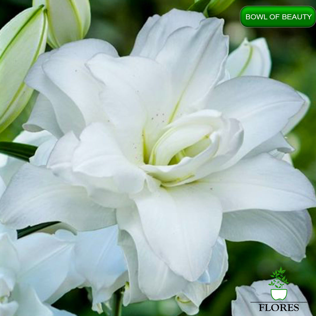 bowl of beauty lilija,āzijas lilijas latvijā,Baruta liliju sīpoli,pērc liliju sīpolus, liliju sīpoli cena,liliju sīpoli rīga,cik maksā liliju sīpoli,liliju sīpoli internetā, liliju sīpolu stādīšana,liliju sipoli,liliju sīpoli pirkt,liliju sīpoli cenas,kur nopirkt liliju sīpolus, liliju sīpoli kur pirkt,liliju sīpoli kandava,liliju sīpoli tukums,liliju sīpoli talsi,liliju sīpoli pūre, liliju sīpoli kuldīga,liliju sīpoli ventspils,liliju sīpoli jelgava,liliju sīpoli saldus,liliju sīpoli liepāja