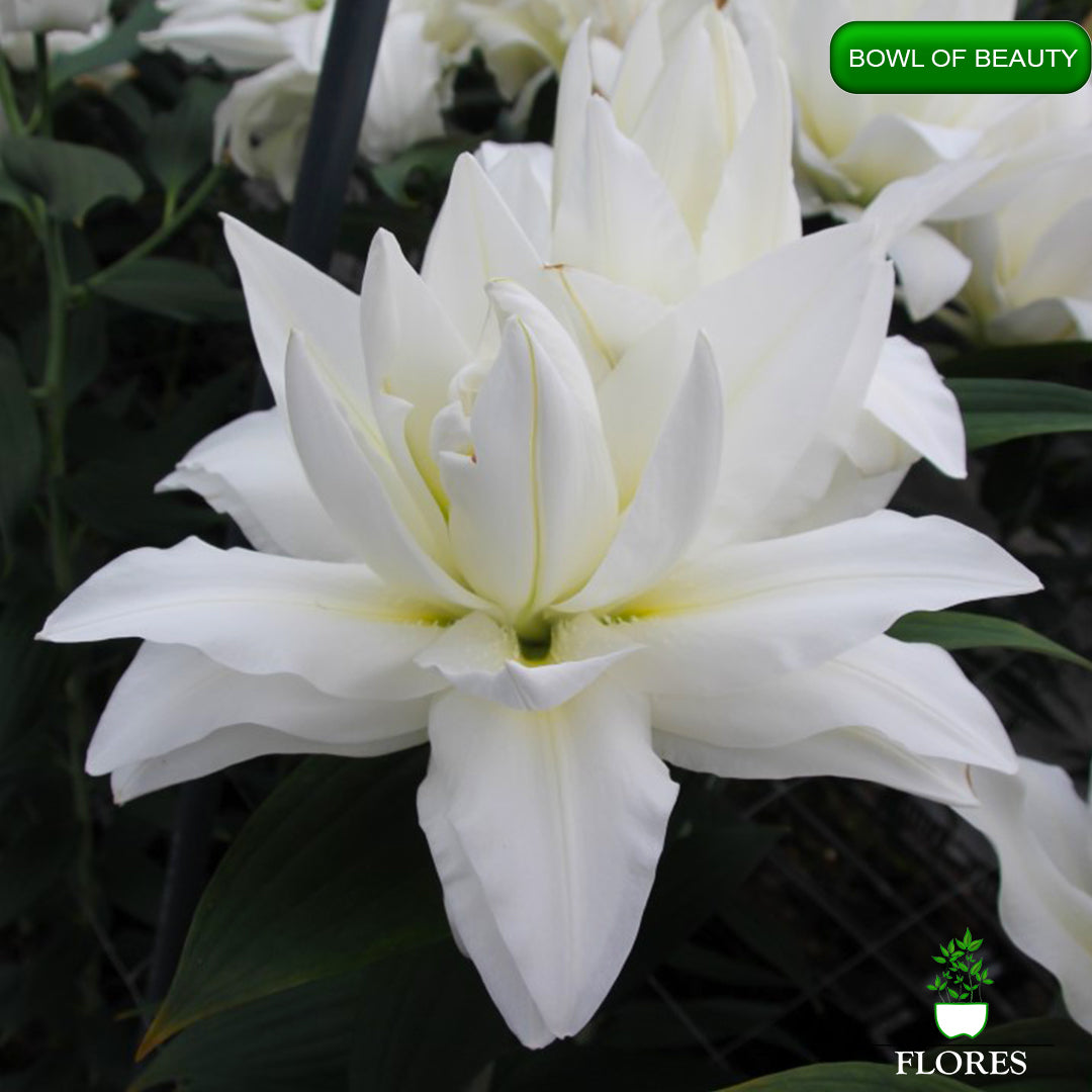 bowl of beauty lilija,āzijas lilijas latvijā,Baruta liliju sīpoli,pērc liliju sīpolus, liliju sīpoli cena,liliju sīpoli rīga,cik maksā liliju sīpoli,liliju sīpoli internetā, liliju sīpolu stādīšana,liliju sipoli,liliju sīpoli pirkt,liliju sīpoli cenas,kur nopirkt liliju sīpolus, liliju sīpoli kur pirkt,liliju sīpoli kandava,liliju sīpoli tukums,liliju sīpoli talsi,liliju sīpoli pūre, liliju sīpoli kuldīga,liliju sīpoli ventspils,liliju sīpoli jelgava,liliju sīpoli saldus,liliju sīpoli liepāja