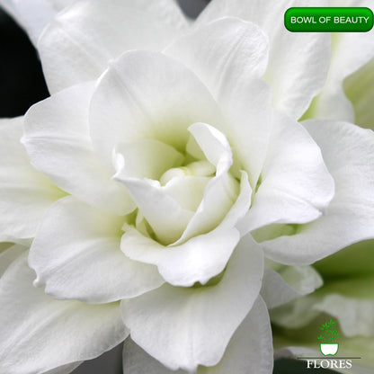 bowl of beauty lilija,āzijas lilijas latvijā,Baruta liliju sīpoli,pērc liliju sīpolus, liliju sīpoli cena,liliju sīpoli rīga,cik maksā liliju sīpoli,liliju sīpoli internetā, liliju sīpolu stādīšana,liliju sipoli,liliju sīpoli pirkt,liliju sīpoli cenas,kur nopirkt liliju sīpolus, liliju sīpoli kur pirkt,liliju sīpoli kandava,liliju sīpoli tukums,liliju sīpoli talsi,liliju sīpoli pūre, liliju sīpoli kuldīga,liliju sīpoli ventspils,liliju sīpoli jelgava,liliju sīpoli saldus,liliju sīpoli liepāja