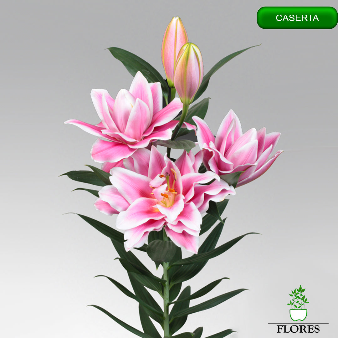 caserta lilija,āzijas lilijas latvijā,Baruta liliju sīpoli,pērc liliju sīpolus, liliju sīpoli cena,liliju sīpoli rīga,cik maksā liliju sīpoli,liliju sīpoli internetā, liliju sīpolu stādīšana,liliju sipoli,liliju sīpoli pirkt,liliju sīpoli cenas,kur nopirkt liliju sīpolus, liliju sīpoli kur pirkt,liliju sīpoli kandava,liliju sīpoli tukums,liliju sīpoli talsi,liliju sīpoli pūre, liliju sīpoli kuldīga,liliju sīpoli ventspils,liliju sīpoli jelgava,liliju sīpoli saldus,liliju sīpoli liepāja