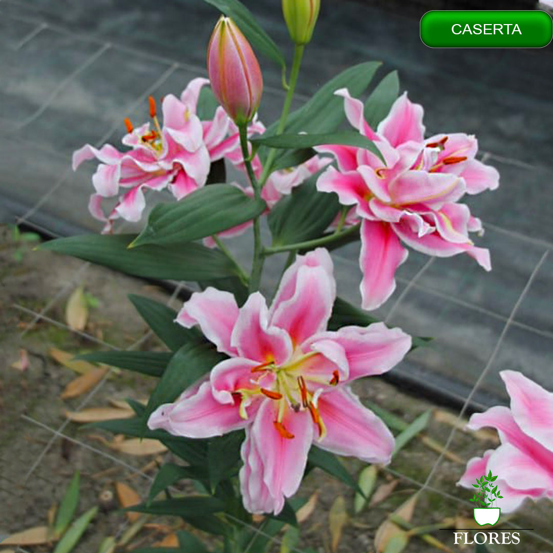 caserta lilija,āzijas lilijas latvijā,Baruta liliju sīpoli,pērc liliju sīpolus, liliju sīpoli cena,liliju sīpoli rīga,cik maksā liliju sīpoli,liliju sīpoli internetā, liliju sīpolu stādīšana,liliju sipoli,liliju sīpoli pirkt,liliju sīpoli cenas,kur nopirkt liliju sīpolus, liliju sīpoli kur pirkt,liliju sīpoli kandava,liliju sīpoli tukums,liliju sīpoli talsi,liliju sīpoli pūre, liliju sīpoli kuldīga,liliju sīpoli ventspils,liliju sīpoli jelgava,liliju sīpoli saldus,liliju sīpoli liepāja