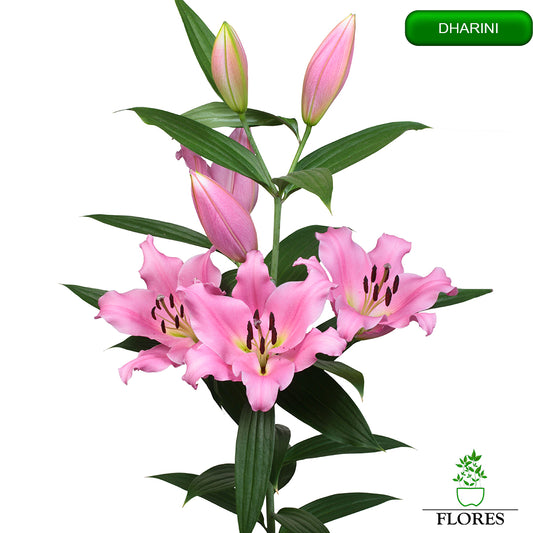 dharini lilija,āzijas lilijas latvijā,Baruta liliju sīpoli,pērc liliju sīpolus, liliju sīpoli cena,liliju sīpoli rīga,cik maksā liliju sīpoli,liliju sīpoli internetā, liliju sīpolu stādīšana,liliju sipoli,liliju sīpoli pirkt,liliju sīpoli cenas,kur nopirkt liliju sīpolus, liliju sīpoli kur pirkt,liliju sīpoli kandava,liliju sīpoli tukums,liliju sīpoli talsi,liliju sīpoli pūre, liliju sīpoli kuldīga,liliju sīpoli ventspils,liliju sīpoli jelgava,liliju sīpoli saldus,liliju sīpoli liepāja