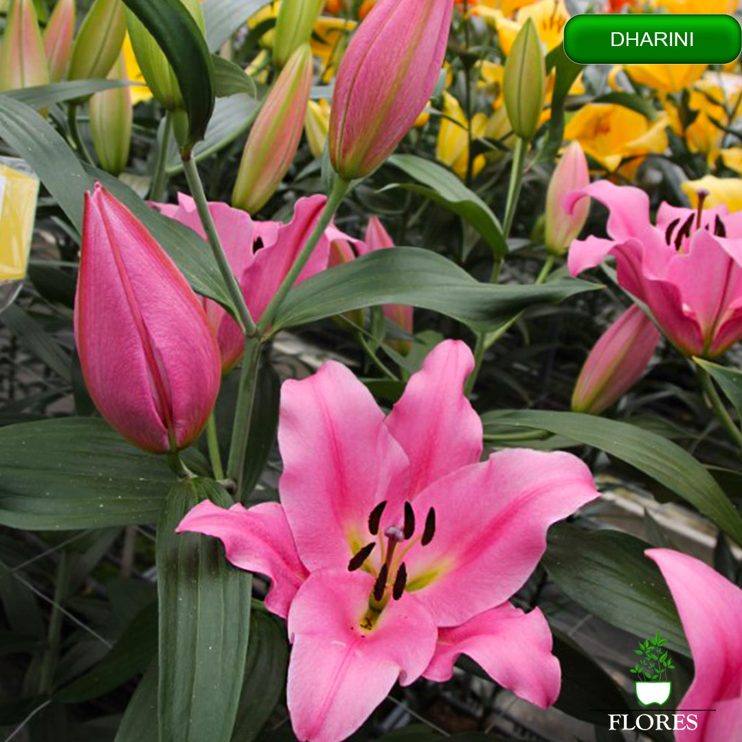 dharini lilija,āzijas lilijas latvijā,Baruta liliju sīpoli,pērc liliju sīpolus, liliju sīpoli cena,liliju sīpoli rīga,cik maksā liliju sīpoli,liliju sīpoli internetā, liliju sīpolu stādīšana,liliju sipoli,liliju sīpoli pirkt,liliju sīpoli cenas,kur nopirkt liliju sīpolus, liliju sīpoli kur pirkt,liliju sīpoli kandava,liliju sīpoli tukums,liliju sīpoli talsi,liliju sīpoli pūre, liliju sīpoli kuldīga,liliju sīpoli ventspils,liliju sīpoli jelgava,liliju sīpoli saldus,liliju sīpoli liepāja