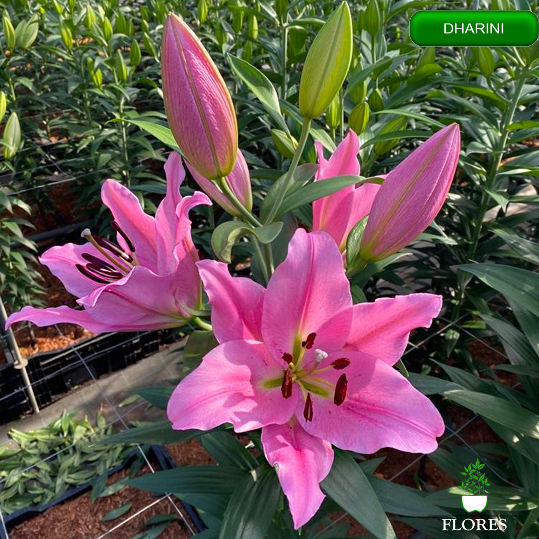 dharini lilija,āzijas lilijas latvijā,Baruta liliju sīpoli,pērc liliju sīpolus, liliju sīpoli cena,liliju sīpoli rīga,cik maksā liliju sīpoli,liliju sīpoli internetā, liliju sīpolu stādīšana,liliju sipoli,liliju sīpoli pirkt,liliju sīpoli cenas,kur nopirkt liliju sīpolus, liliju sīpoli kur pirkt,liliju sīpoli kandava,liliju sīpoli tukums,liliju sīpoli talsi,liliju sīpoli pūre, liliju sīpoli kuldīga,liliju sīpoli ventspils,liliju sīpoli jelgava,liliju sīpoli saldus,liliju sīpoli liepāja