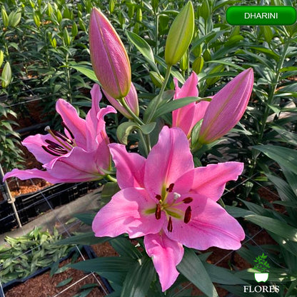 dharini lilija,āzijas lilijas latvijā,Baruta liliju sīpoli,pērc liliju sīpolus, liliju sīpoli cena,liliju sīpoli rīga,cik maksā liliju sīpoli,liliju sīpoli internetā, liliju sīpolu stādīšana,liliju sipoli,liliju sīpoli pirkt,liliju sīpoli cenas,kur nopirkt liliju sīpolus, liliju sīpoli kur pirkt,liliju sīpoli kandava,liliju sīpoli tukums,liliju sīpoli talsi,liliju sīpoli pūre, liliju sīpoli kuldīga,liliju sīpoli ventspils,liliju sīpoli jelgava,liliju sīpoli saldus,liliju sīpoli liepāja