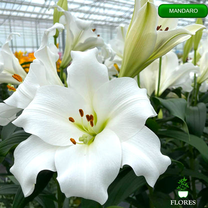 mandaro lilija,āzijas lilijas latvijā,Baruta liliju sīpoli,pērc liliju sīpolus, liliju sīpoli cena,liliju sīpoli rīga,cik maksā liliju sīpoli,liliju sīpoli internetā, liliju sīpolu stādīšana,liliju sipoli,liliju sīpoli pirkt,liliju sīpoli cenas,kur nopirkt liliju sīpolus, liliju sīpoli kur pirkt,liliju sīpoli kandava,liliju sīpoli tukums,liliju sīpoli talsi,liliju sīpoli pūre, liliju sīpoli kuldīga,liliju sīpoli ventspils,liliju sīpoli jelgava,liliju sīpoli saldus,liliju sīpoli liepāja