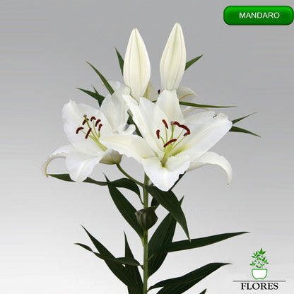 mandaro lilija,āzijas lilijas latvijā,Baruta liliju sīpoli,pērc liliju sīpolus, liliju sīpoli cena,liliju sīpoli rīga,cik maksā liliju sīpoli,liliju sīpoli internetā, liliju sīpolu stādīšana,liliju sipoli,liliju sīpoli pirkt,liliju sīpoli cenas,kur nopirkt liliju sīpolus, liliju sīpoli kur pirkt,liliju sīpoli kandava,liliju sīpoli tukums,liliju sīpoli talsi,liliju sīpoli pūre, liliju sīpoli kuldīga,liliju sīpoli ventspils,liliju sīpoli jelgava,liliju sīpoli saldus,liliju sīpoli liepāja