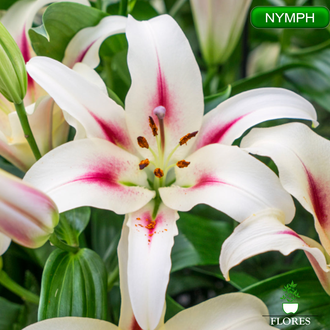 nymph lilija,āzijas lilijas latvijā,Baruta liliju sīpoli,pērc liliju sīpolus, liliju sīpoli cena,liliju sīpoli rīga,cik maksā liliju sīpoli,liliju sīpoli internetā, liliju sīpolu stādīšana,liliju sipoli,liliju sīpoli pirkt,liliju sīpoli cenas,kur nopirkt liliju sīpolus, liliju sīpoli kur pirkt,liliju sīpoli kandava,liliju sīpoli tukums,liliju sīpoli talsi,liliju sīpoli pūre, liliju sīpoli kuldīga,liliju sīpoli ventspils,liliju sīpoli jelgava,liliju sīpoli saldus,liliju sīpoli liepāja