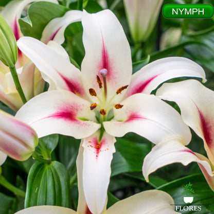 nymph lilija,āzijas lilijas latvijā,Baruta liliju sīpoli,pērc liliju sīpolus, liliju sīpoli cena,liliju sīpoli rīga,cik maksā liliju sīpoli,liliju sīpoli internetā, liliju sīpolu stādīšana,liliju sipoli,liliju sīpoli pirkt,liliju sīpoli cenas,kur nopirkt liliju sīpolus, liliju sīpoli kur pirkt,liliju sīpoli kandava,liliju sīpoli tukums,liliju sīpoli talsi,liliju sīpoli pūre, liliju sīpoli kuldīga,liliju sīpoli ventspils,liliju sīpoli jelgava,liliju sīpoli saldus,liliju sīpoli liepāja