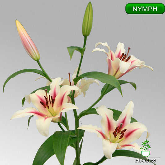 nymph lilija,āzijas lilijas latvijā,Baruta liliju sīpoli,pērc liliju sīpolus, liliju sīpoli cena,liliju sīpoli rīga,cik maksā liliju sīpoli,liliju sīpoli internetā, liliju sīpolu stādīšana,liliju sipoli,liliju sīpoli pirkt,liliju sīpoli cenas,kur nopirkt liliju sīpolus, liliju sīpoli kur pirkt,liliju sīpoli kandava,liliju sīpoli tukums,liliju sīpoli talsi,liliju sīpoli pūre, liliju sīpoli kuldīga,liliju sīpoli ventspils,liliju sīpoli jelgava,liliju sīpoli saldus,liliju sīpoli liepāja