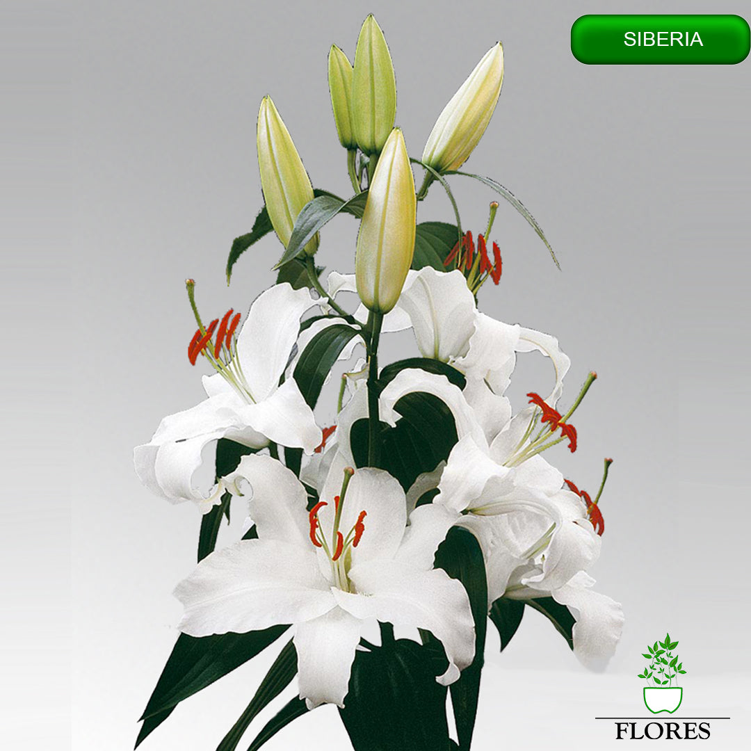 siberia lilija,āzijas lilijas latvijā,Baruta liliju sīpoli,pērc liliju sīpolus, liliju sīpoli cena,liliju sīpoli rīga,cik maksā liliju sīpoli,liliju sīpoli internetā, liliju sīpolu stādīšana,liliju sipoli,liliju sīpoli pirkt,liliju sīpoli cenas,kur nopirkt liliju sīpolus, liliju sīpoli kur pirkt,liliju sīpoli kandava,liliju sīpoli tukums,liliju sīpoli talsi,liliju sīpoli pūre, liliju sīpoli kuldīga,liliju sīpoli ventspils,liliju sīpoli jelgava,liliju sīpoli saldus,liliju sīpoli liepāja