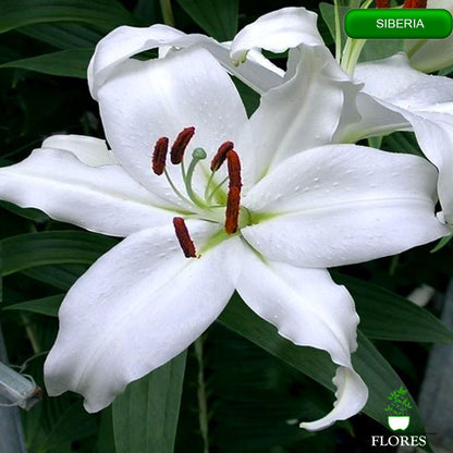 siberia lilija,āzijas lilijas latvijā,Baruta liliju sīpoli,pērc liliju sīpolus, liliju sīpoli cena,liliju sīpoli rīga,cik maksā liliju sīpoli,liliju sīpoli internetā, liliju sīpolu stādīšana,liliju sipoli,liliju sīpoli pirkt,liliju sīpoli cenas,kur nopirkt liliju sīpolus, liliju sīpoli kur pirkt,liliju sīpoli kandava,liliju sīpoli tukums,liliju sīpoli talsi,liliju sīpoli pūre, liliju sīpoli kuldīga,liliju sīpoli ventspils,liliju sīpoli jelgava,liliju sīpoli saldus,liliju sīpoli liepāja