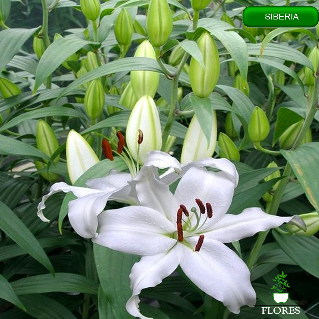 siberia lilija,āzijas lilijas latvijā,Baruta liliju sīpoli,pērc liliju sīpolus, liliju sīpoli cena,liliju sīpoli rīga,cik maksā liliju sīpoli,liliju sīpoli internetā, liliju sīpolu stādīšana,liliju sipoli,liliju sīpoli pirkt,liliju sīpoli cenas,kur nopirkt liliju sīpolus, liliju sīpoli kur pirkt,liliju sīpoli kandava,liliju sīpoli tukums,liliju sīpoli talsi,liliju sīpoli pūre, liliju sīpoli kuldīga,liliju sīpoli ventspils,liliju sīpoli jelgava,liliju sīpoli saldus,liliju sīpoli liepāja