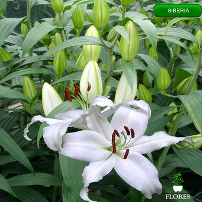 siberia lilija,āzijas lilijas latvijā,Baruta liliju sīpoli,pērc liliju sīpolus, liliju sīpoli cena,liliju sīpoli rīga,cik maksā liliju sīpoli,liliju sīpoli internetā, liliju sīpolu stādīšana,liliju sipoli,liliju sīpoli pirkt,liliju sīpoli cenas,kur nopirkt liliju sīpolus, liliju sīpoli kur pirkt,liliju sīpoli kandava,liliju sīpoli tukums,liliju sīpoli talsi,liliju sīpoli pūre, liliju sīpoli kuldīga,liliju sīpoli ventspils,liliju sīpoli jelgava,liliju sīpoli saldus,liliju sīpoli liepāja