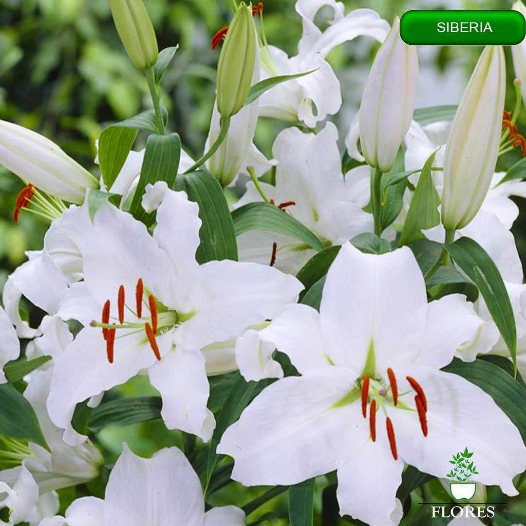 siberia lilija,āzijas lilijas latvijā,Baruta liliju sīpoli,pērc liliju sīpolus, liliju sīpoli cena,liliju sīpoli rīga,cik maksā liliju sīpoli,liliju sīpoli internetā, liliju sīpolu stādīšana,liliju sipoli,liliju sīpoli pirkt,liliju sīpoli cenas,kur nopirkt liliju sīpolus, liliju sīpoli kur pirkt,liliju sīpoli kandava,liliju sīpoli tukums,liliju sīpoli talsi,liliju sīpoli pūre, liliju sīpoli kuldīga,liliju sīpoli ventspils,liliju sīpoli jelgava,liliju sīpoli saldus,liliju sīpoli liepāja