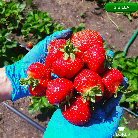 zemeņu stādi 2021,zemeņu stādi internetā,zemeņu stādi jelgava, zemeņu stādi sibilla,zemeņu stādi sibille,zemeņu stādi cena, zemeņu stādi cenas,zemeņu stādu cenas,zemeņu stādi daugavpils,zemeņu stādi jūrmalā,zemeņu stādi kur pirkt, zemeņu stādi kuldīgā,zemeņu stādi liepājā, labākie zemeņu stādi,zemeņu stādi ogre,zemeņu stādi pūre, zemeņu stādi pirkt,zemeņu stādi pārdod,zemeņu stādi rīgā,zemeņu stādi siguldā,zemeņu stādi saldus, zemeņu stādi tukumā,zemeņu stādi talsi,zemeņu stādi valmiera,zemeņu stādi kandava