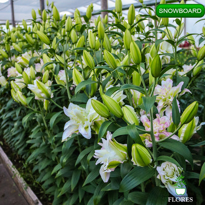Snowboard lilija,āzijas lilijas latvijā,Baruta liliju sīpoli,pērc liliju sīpolus, liliju sīpoli cena,liliju sīpoli rīga,cik maksā liliju sīpoli,liliju sīpoli internetā, liliju sīpolu stādīšana,liliju sipoli,liliju sīpoli pirkt,liliju sīpoli cenas,kur nopirkt liliju sīpolus, liliju sīpoli kur pirkt,liliju sīpoli kandava,liliju sīpoli tukums,liliju sīpoli talsi,liliju sīpoli pūre, liliju sīpoli kuldīga,liliju sīpoli ventspils,liliju sīpoli jelgava,liliju sīpoli saldus,liliju sīpoli liepāja