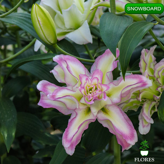 Snowboard lilija,āzijas lilijas latvijā,Baruta liliju sīpoli,pērc liliju sīpolus, liliju sīpoli cena,liliju sīpoli rīga,cik maksā liliju sīpoli,liliju sīpoli internetā, liliju sīpolu stādīšana,liliju sipoli,liliju sīpoli pirkt,liliju sīpoli cenas,kur nopirkt liliju sīpolus, liliju sīpoli kur pirkt,liliju sīpoli kandava,liliju sīpoli tukums,liliju sīpoli talsi,liliju sīpoli pūre, liliju sīpoli kuldīga,liliju sīpoli ventspils,liliju sīpoli jelgava,liliju sīpoli saldus,liliju sīpoli liepāja