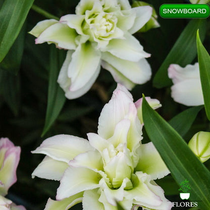 Snowboard lilija,āzijas lilijas latvijā,Baruta liliju sīpoli,pērc liliju sīpolus, liliju sīpoli cena,liliju sīpoli rīga,cik maksā liliju sīpoli,liliju sīpoli internetā, liliju sīpolu stādīšana,liliju sipoli,liliju sīpoli pirkt,liliju sīpoli cenas,kur nopirkt liliju sīpolus, liliju sīpoli kur pirkt,liliju sīpoli kandava,liliju sīpoli tukums,liliju sīpoli talsi,liliju sīpoli pūre, liliju sīpoli kuldīga,liliju sīpoli ventspils,liliju sīpoli jelgava,liliju sīpoli saldus,liliju sīpoli liepāja