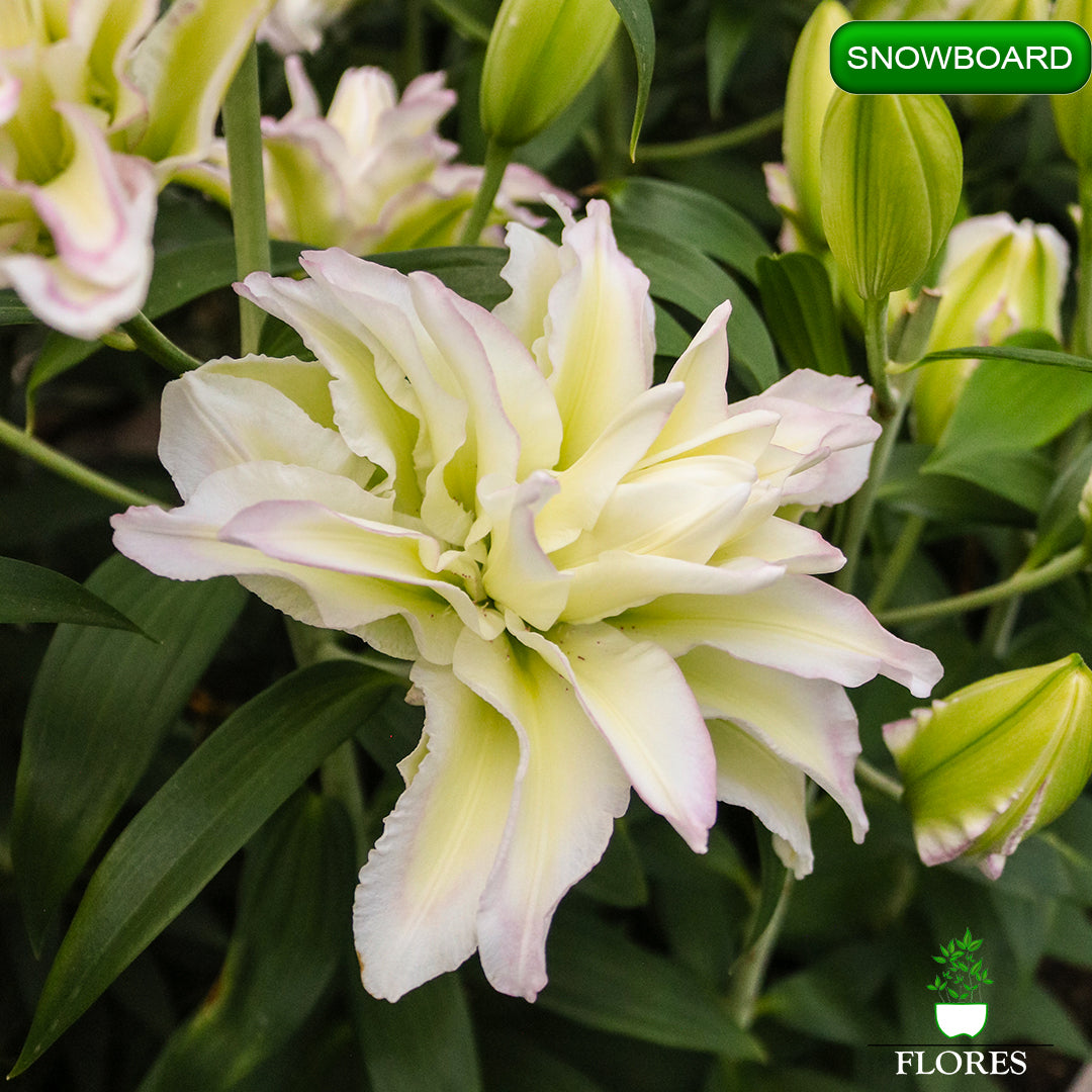 Snowboard lilija,āzijas lilijas latvijā,Baruta liliju sīpoli,pērc liliju sīpolus, liliju sīpoli cena,liliju sīpoli rīga,cik maksā liliju sīpoli,liliju sīpoli internetā, liliju sīpolu stādīšana,liliju sipoli,liliju sīpoli pirkt,liliju sīpoli cenas,kur nopirkt liliju sīpolus, liliju sīpoli kur pirkt,liliju sīpoli kandava,liliju sīpoli tukums,liliju sīpoli talsi,liliju sīpoli pūre, liliju sīpoli kuldīga,liliju sīpoli ventspils,liliju sīpoli jelgava,liliju sīpoli saldus,liliju sīpoli liepāja