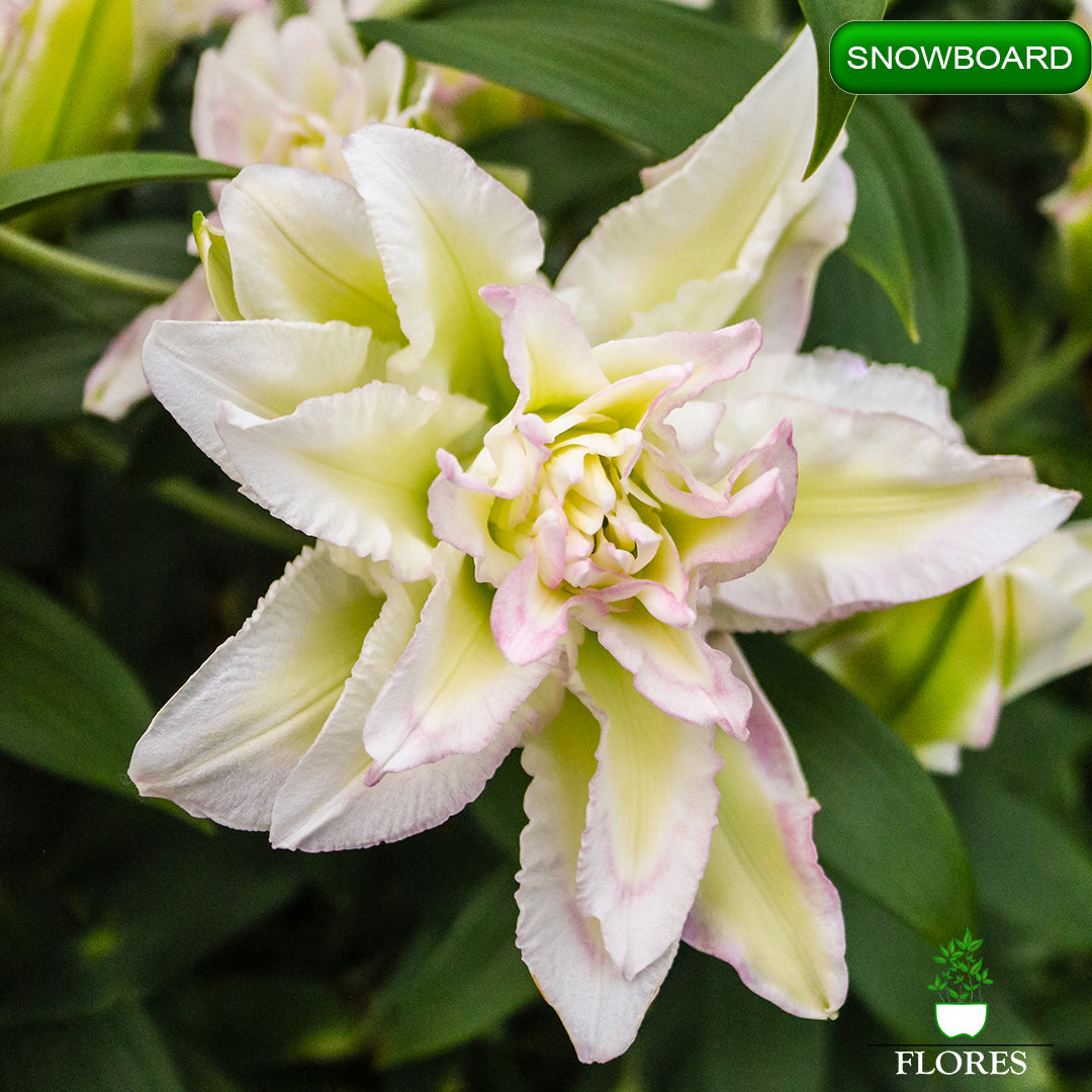 Snowboard lilija,āzijas lilijas latvijā,Baruta liliju sīpoli,pērc liliju sīpolus, liliju sīpoli cena,liliju sīpoli rīga,cik maksā liliju sīpoli,liliju sīpoli internetā, liliju sīpolu stādīšana,liliju sipoli,liliju sīpoli pirkt,liliju sīpoli cenas,kur nopirkt liliju sīpolus, liliju sīpoli kur pirkt,liliju sīpoli kandava,liliju sīpoli tukums,liliju sīpoli talsi,liliju sīpoli pūre, liliju sīpoli kuldīga,liliju sīpoli ventspils,liliju sīpoli jelgava,liliju sīpoli saldus,liliju sīpoli liepāja