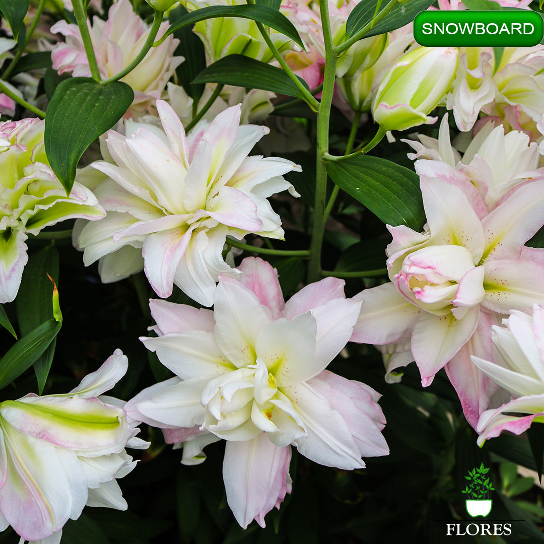 Snowboard lilija,āzijas lilijas latvijā,Baruta liliju sīpoli,pērc liliju sīpolus, liliju sīpoli cena,liliju sīpoli rīga,cik maksā liliju sīpoli,liliju sīpoli internetā, liliju sīpolu stādīšana,liliju sipoli,liliju sīpoli pirkt,liliju sīpoli cenas,kur nopirkt liliju sīpolus, liliju sīpoli kur pirkt,liliju sīpoli kandava,liliju sīpoli tukums,liliju sīpoli talsi,liliju sīpoli pūre, liliju sīpoli kuldīga,liliju sīpoli ventspils,liliju sīpoli jelgava,liliju sīpoli saldus,liliju sīpoli liepāja