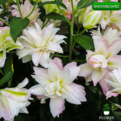 Snowboard lilija,āzijas lilijas latvijā,Baruta liliju sīpoli,pērc liliju sīpolus, liliju sīpoli cena,liliju sīpoli rīga,cik maksā liliju sīpoli,liliju sīpoli internetā, liliju sīpolu stādīšana,liliju sipoli,liliju sīpoli pirkt,liliju sīpoli cenas,kur nopirkt liliju sīpolus, liliju sīpoli kur pirkt,liliju sīpoli kandava,liliju sīpoli tukums,liliju sīpoli talsi,liliju sīpoli pūre, liliju sīpoli kuldīga,liliju sīpoli ventspils,liliju sīpoli jelgava,liliju sīpoli saldus,liliju sīpoli liepāja