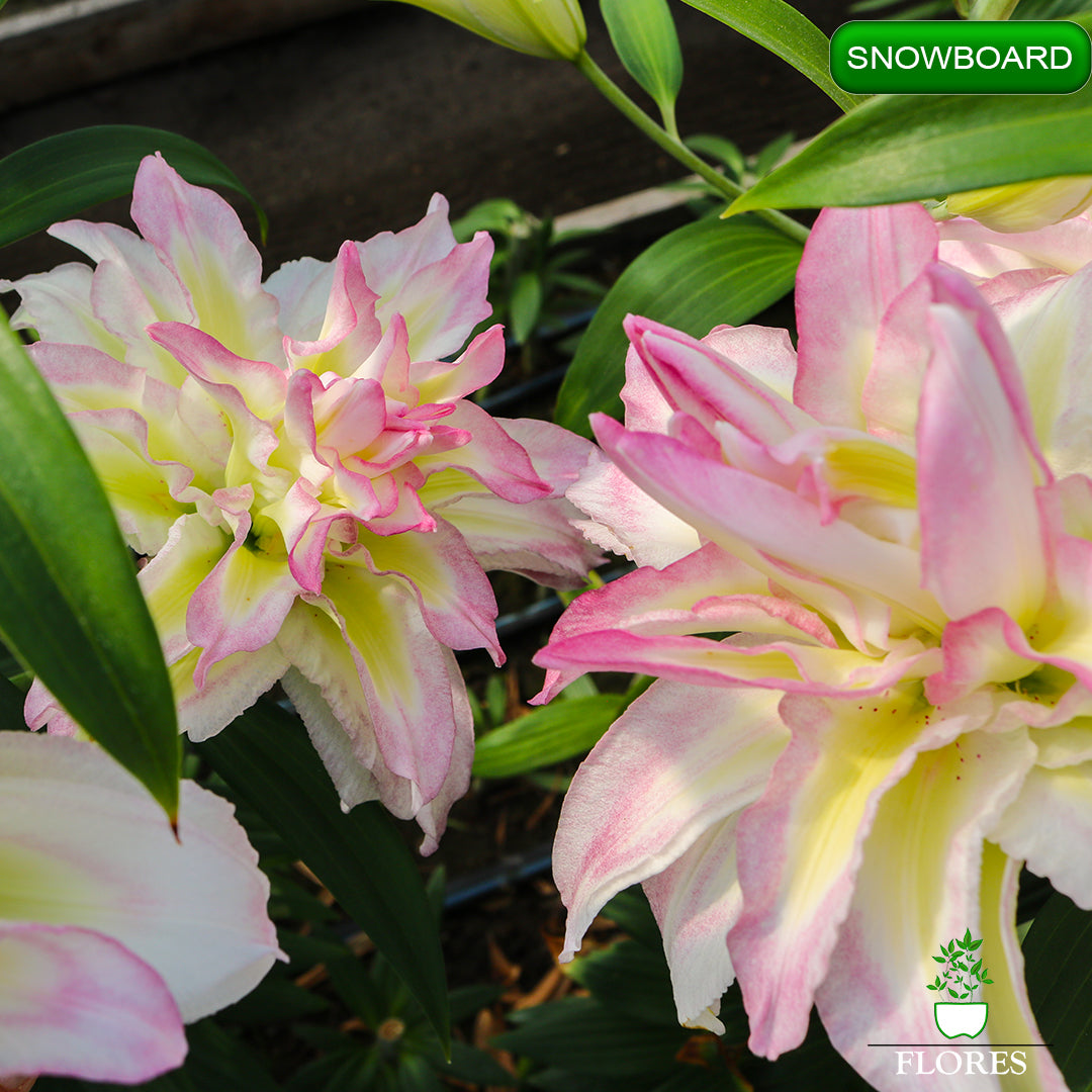 Snowboard lilija,āzijas lilijas latvijā,Baruta liliju sīpoli,pērc liliju sīpolus, liliju sīpoli cena,liliju sīpoli rīga,cik maksā liliju sīpoli,liliju sīpoli internetā, liliju sīpolu stādīšana,liliju sipoli,liliju sīpoli pirkt,liliju sīpoli cenas,kur nopirkt liliju sīpolus, liliju sīpoli kur pirkt,liliju sīpoli kandava,liliju sīpoli tukums,liliju sīpoli talsi,liliju sīpoli pūre, liliju sīpoli kuldīga,liliju sīpoli ventspils,liliju sīpoli jelgava,liliju sīpoli saldus,liliju sīpoli liepāja