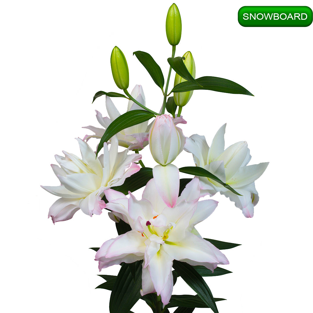 Snowboard lilija,āzijas lilijas latvijā,Baruta liliju sīpoli,pērc liliju sīpolus, liliju sīpoli cena,liliju sīpoli rīga,cik maksā liliju sīpoli,liliju sīpoli internetā, liliju sīpolu stādīšana,liliju sipoli,liliju sīpoli pirkt,liliju sīpoli cenas,kur nopirkt liliju sīpolus, liliju sīpoli kur pirkt,liliju sīpoli kandava,liliju sīpoli tukums,liliju sīpoli talsi,liliju sīpoli pūre, liliju sīpoli kuldīga,liliju sīpoli ventspils,liliju sīpoli jelgava,liliju sīpoli saldus,liliju sīpoli liepāja