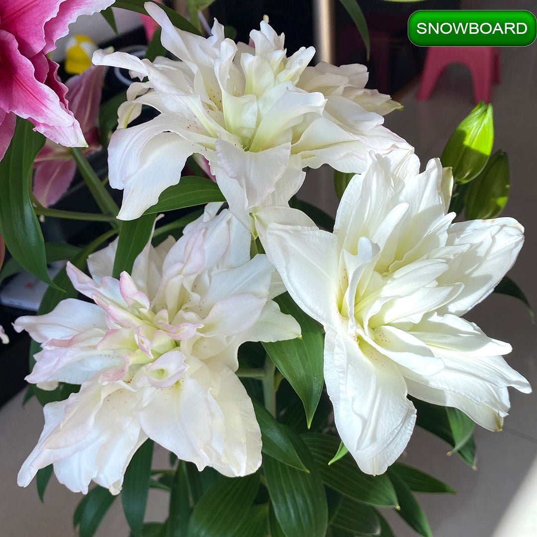 Snowboard lilija,āzijas lilijas latvijā,Baruta liliju sīpoli,pērc liliju sīpolus, liliju sīpoli cena,liliju sīpoli rīga,cik maksā liliju sīpoli,liliju sīpoli internetā, liliju sīpolu stādīšana,liliju sipoli,liliju sīpoli pirkt,liliju sīpoli cenas,kur nopirkt liliju sīpolus, liliju sīpoli kur pirkt,liliju sīpoli kandava,liliju sīpoli tukums,liliju sīpoli talsi,liliju sīpoli pūre, liliju sīpoli kuldīga,liliju sīpoli ventspils,liliju sīpoli jelgava,liliju sīpoli saldus,liliju sīpoli liepāja