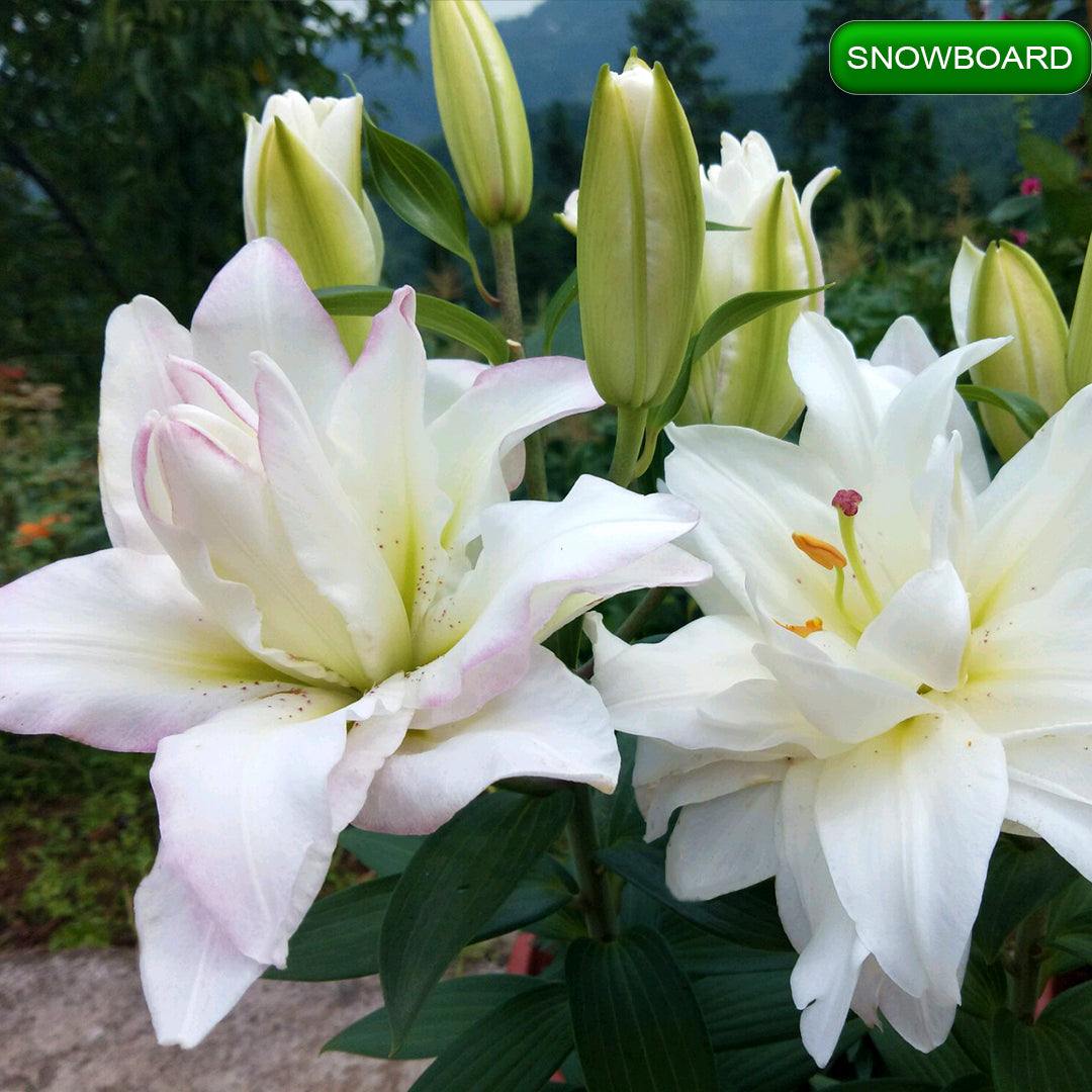 Snowboard lilija,āzijas lilijas latvijā,Baruta liliju sīpoli,pērc liliju sīpolus, liliju sīpoli cena,liliju sīpoli rīga,cik maksā liliju sīpoli,liliju sīpoli internetā, liliju sīpolu stādīšana,liliju sipoli,liliju sīpoli pirkt,liliju sīpoli cenas,kur nopirkt liliju sīpolus, liliju sīpoli kur pirkt,liliju sīpoli kandava,liliju sīpoli tukums,liliju sīpoli talsi,liliju sīpoli pūre, liliju sīpoli kuldīga,liliju sīpoli ventspils,liliju sīpoli jelgava,liliju sīpoli saldus,liliju sīpoli liepāja