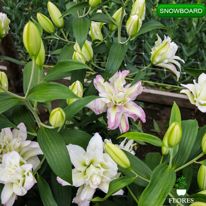 Snowboard lilija,āzijas lilijas latvijā,Baruta liliju sīpoli,pērc liliju sīpolus, liliju sīpoli cena,liliju sīpoli rīga,cik maksā liliju sīpoli,liliju sīpoli internetā, liliju sīpolu stādīšana,liliju sipoli,liliju sīpoli pirkt,liliju sīpoli cenas,kur nopirkt liliju sīpolus, liliju sīpoli kur pirkt,liliju sīpoli kandava,liliju sīpoli tukums,liliju sīpoli talsi,liliju sīpoli pūre, liliju sīpoli kuldīga,liliju sīpoli ventspils,liliju sīpoli jelgava,liliju sīpoli saldus,liliju sīpoli liepāja