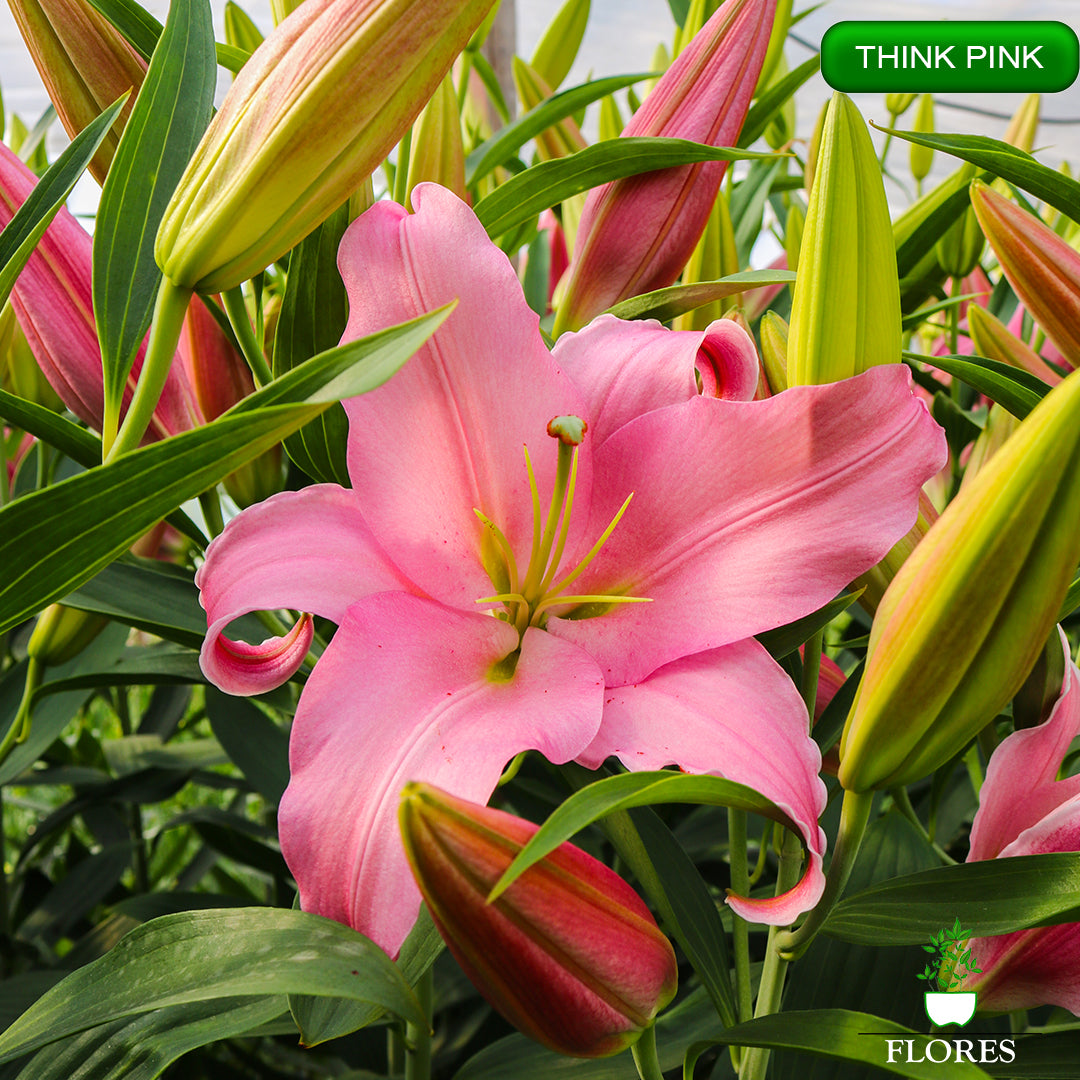 Think Pink lilija,āzijas lilijas latvijā,Baruta liliju sīpoli,pērc liliju sīpolus, liliju sīpoli cena,liliju sīpoli rīga,cik maksā liliju sīpoli,liliju sīpoli internetā, liliju sīpolu stādīšana,liliju sipoli,liliju sīpoli pirkt,liliju sīpoli cenas,kur nopirkt liliju sīpolus, liliju sīpoli kur pirkt,liliju sīpoli kandava,liliju sīpoli tukums,liliju sīpoli talsi,liliju sīpoli pūre, liliju sīpoli kuldīga,liliju sīpoli ventspils,liliju sīpoli jelgava,liliju sīpoli saldus,liliju sīpoli liepāja