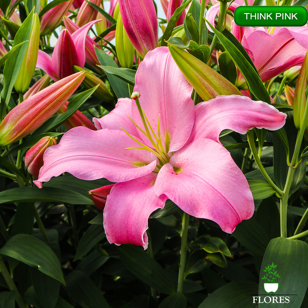 Think Pink lilija,āzijas lilijas latvijā,Baruta liliju sīpoli,pērc liliju sīpolus, liliju sīpoli cena,liliju sīpoli rīga,cik maksā liliju sīpoli,liliju sīpoli internetā, liliju sīpolu stādīšana,liliju sipoli,liliju sīpoli pirkt,liliju sīpoli cenas,kur nopirkt liliju sīpolus, liliju sīpoli kur pirkt,liliju sīpoli kandava,liliju sīpoli tukums,liliju sīpoli talsi,liliju sīpoli pūre, liliju sīpoli kuldīga,liliju sīpoli ventspils,liliju sīpoli jelgava,liliju sīpoli saldus,liliju sīpoli liepāja